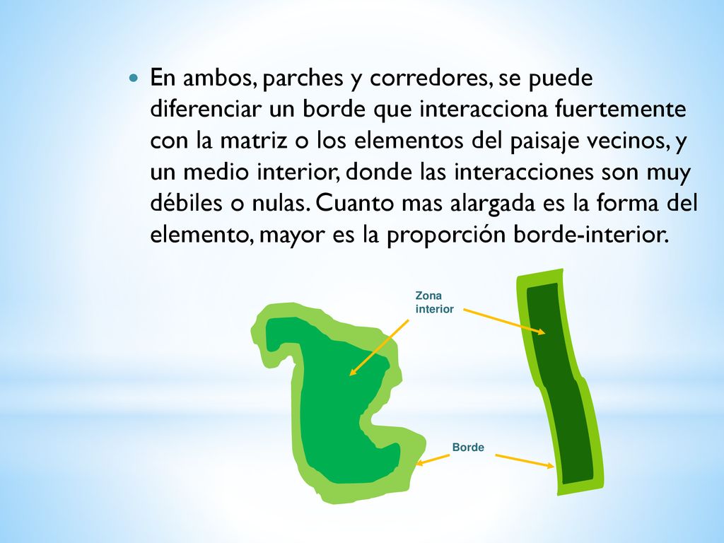 En ambos, parches y corredores, se puede diferenciar un borde que interacciona fuertemente con la matriz o los elementos del paisaje vecinos, y un medio interior, donde las interacciones son muy débiles o nulas. Cuanto mas alargada es la forma del elemento, mayor es la proporción borde-interior.