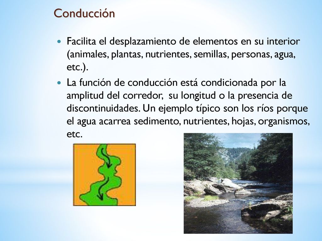 Conducción Facilita el desplazamiento de elementos en su interior (animales, plantas, nutrientes, semillas, personas, agua, etc.).