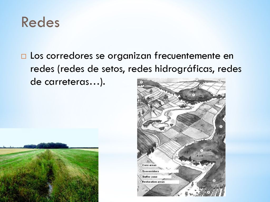 Redes Los corredores se organizan frecuentemente en redes (redes de setos, redes hidrográficas, redes de carreteras…).