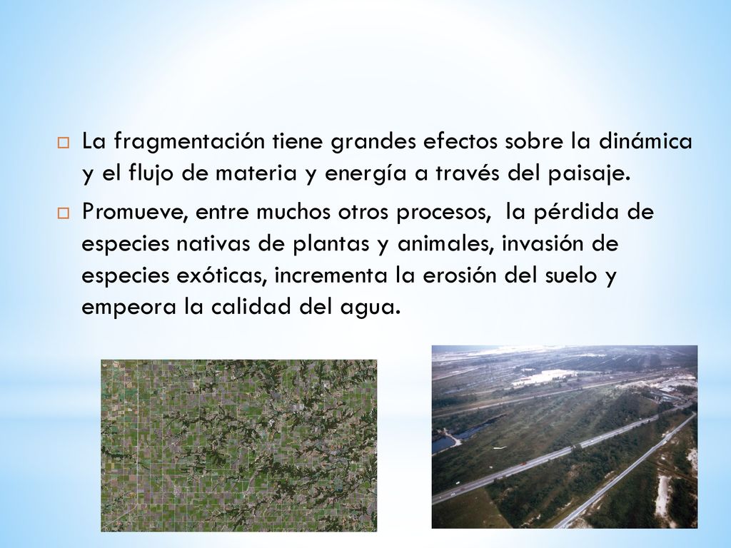 La fragmentación tiene grandes efectos sobre la dinámica y el flujo de materia y energía a través del paisaje.