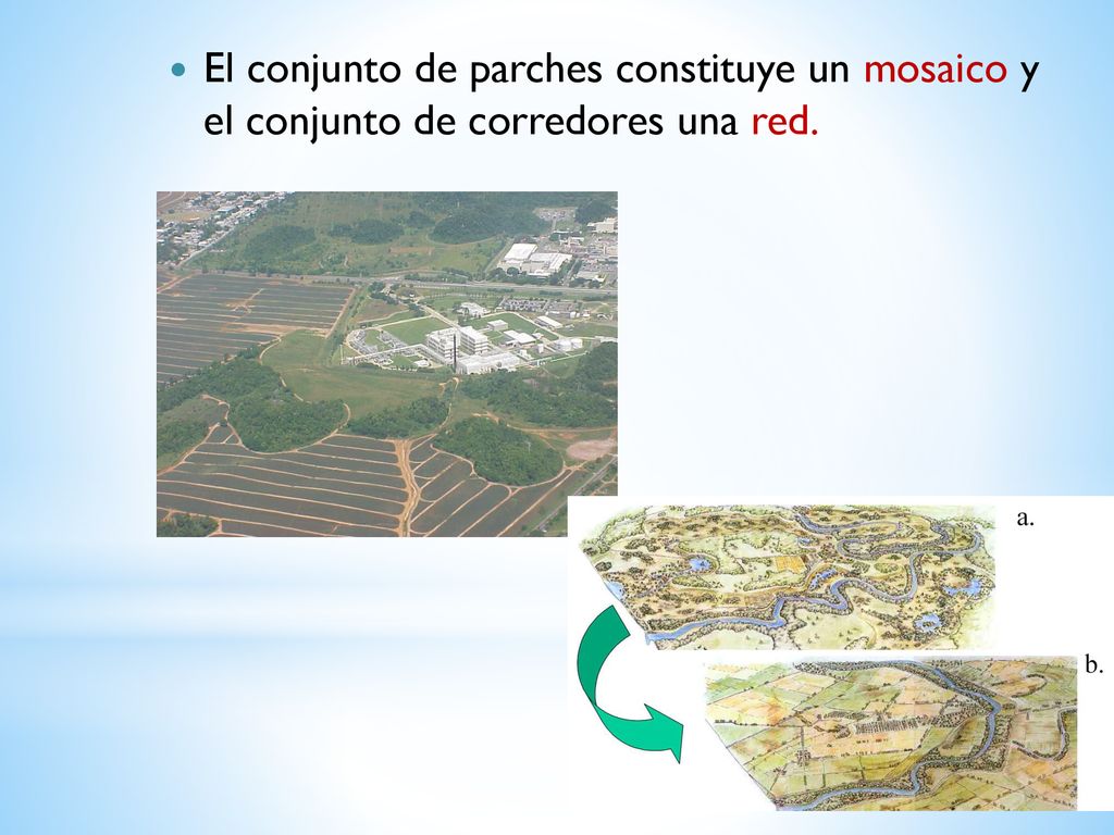 El conjunto de parches constituye un mosaico y el conjunto de corredores una red.