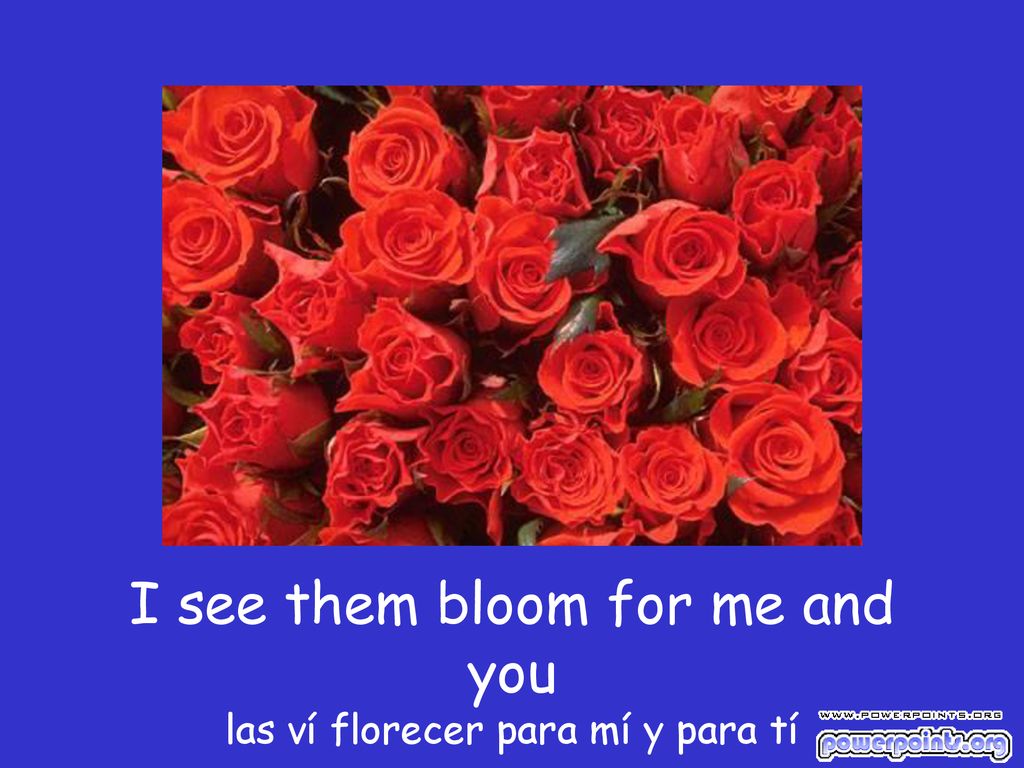 I see them bloom for me and you las ví florecer para mí y para tí