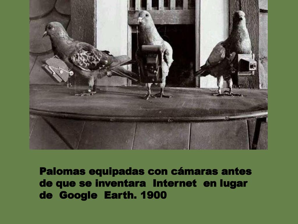 Palomas equipadas con cámaras antes de que se inventara Internet en lugar de Google Earth
