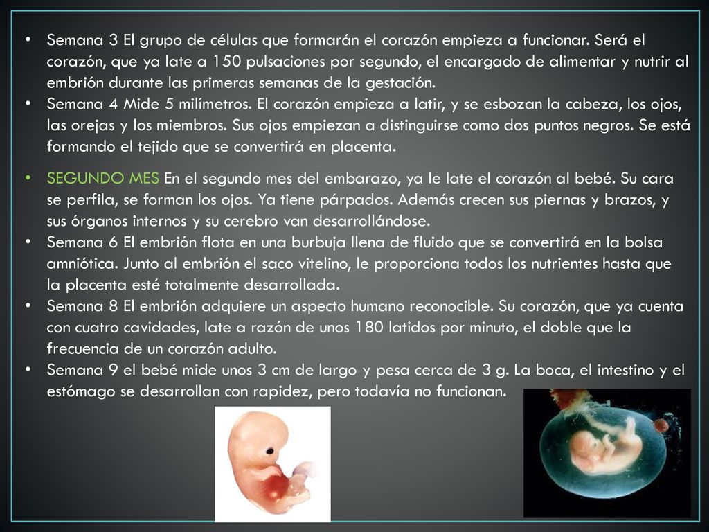 Semana 3 El grupo de células que formarán el corazón empieza a funcionar. Será el corazón, que ya late a 150 pulsaciones por segundo, el encargado de alimentar y nutrir al embrión durante las primeras semanas de la gestación.