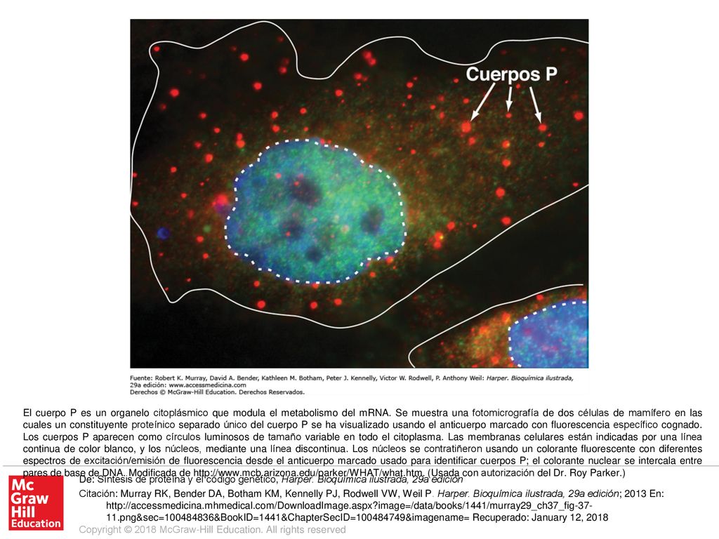 El cuerpo P es un organelo citoplásmico que modula el metabolismo del mRNA. Se muestra una fotomicrografía de dos células de mamífero en las cuales un constituyente proteínico separado único del cuerpo P se ha visualizado usando el anticuerpo marcado con fluorescencia específico cognado. Los cuerpos P aparecen como círculos luminosos de tamaño variable en todo el citoplasma. Las membranas celulares están indicadas por una línea continua de color blanco, y los núcleos, mediante una línea discontinua. Los núcleos se contratiñeron usando un colorante fluorescente con diferentes espectros de excitación/emisión de fluorescencia desde el anticuerpo marcado usado para identificar cuerpos P; el colorante nuclear se intercala entre pares de base de DNA. Modificada de   (Usada con autorización del Dr. Roy Parker.)
