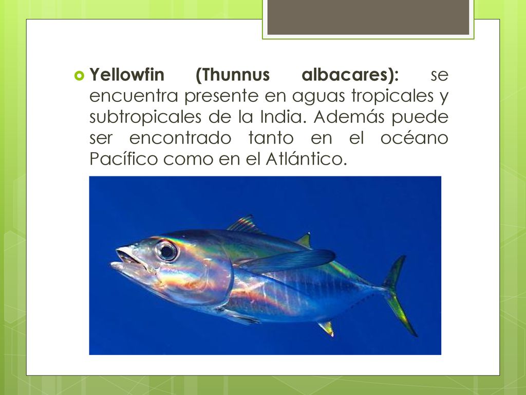Yellowfin (Thunnus albacares): se encuentra presente en aguas tropicales y subtropicales de la India.