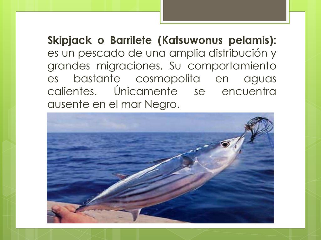 Skipjack o Barrilete (Katsuwonus pelamis): es un pescado de una amplia distribución y grandes migraciones.