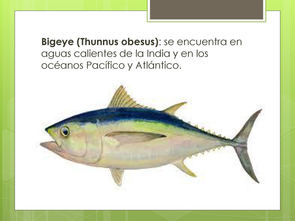 Bigeye (Thunnus obesus): se encuentra en aguas calientes de la India y en los océanos Pacífico y Atlántico.