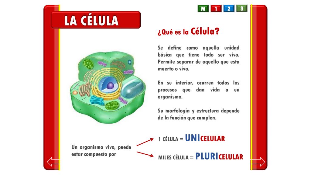 LA CÉLULA ¿Qué es la Célula M 1 2 3