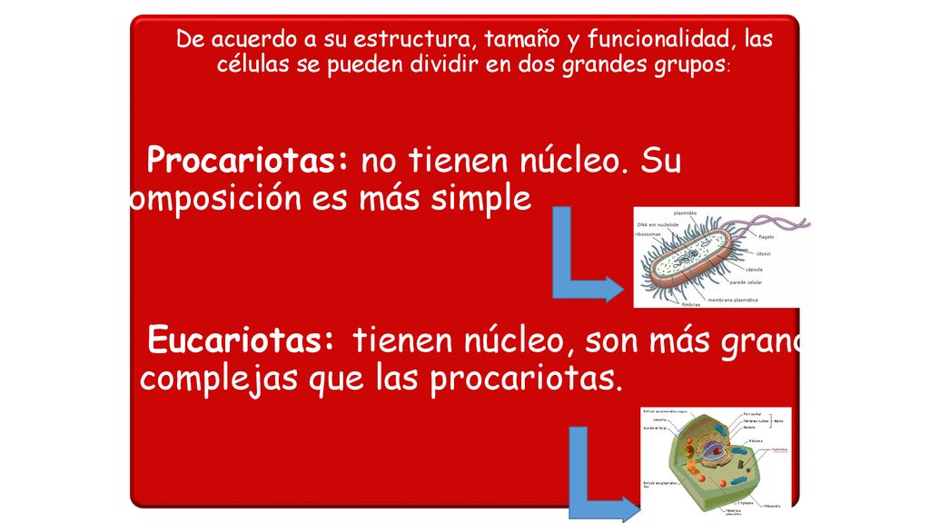 - Procariotas: no tienen núcleo. Su composición es más simple