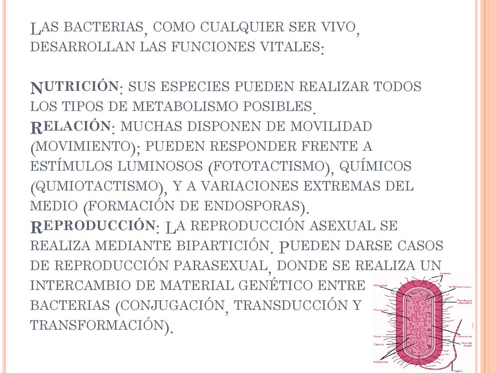 Las bacterias, como cualquier ser vivo, desarrollan las funciones vitales: Nutrición: sus especies pueden realizar todos los tipos de metabolismo posibles.