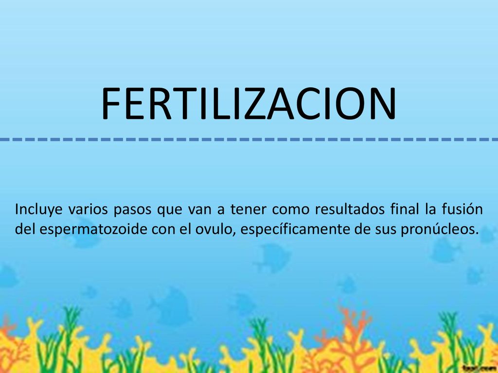 FERTILIZACION Incluye varios pasos que van a tener como resultados final la fusión del espermatozoide con el ovulo, específicamente de sus pronúcleos.
