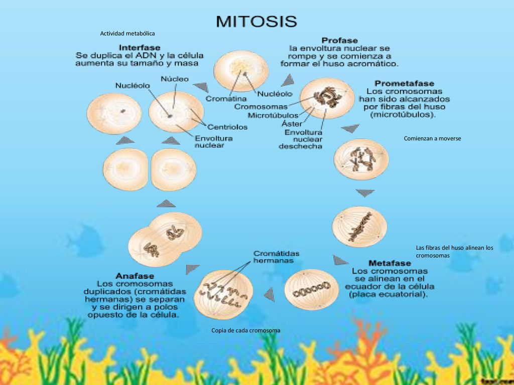Actividad metabólica Comienzan a moverse. Las fibras del huso alinean los cromosomas.