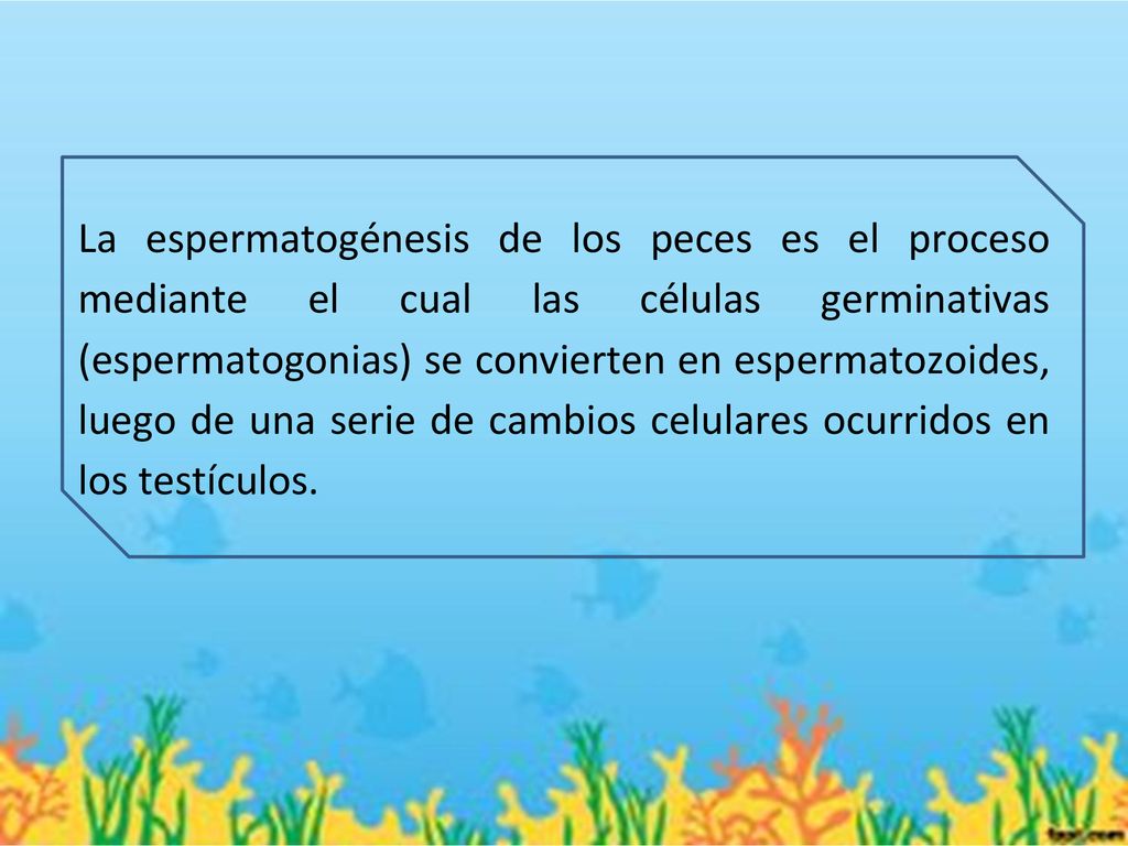 La espermatogénesis de los peces es el proceso mediante el cual las células germinativas (espermatogonias) se convierten en espermatozoides, luego de una serie de cambios celulares ocurridos en los testículos.