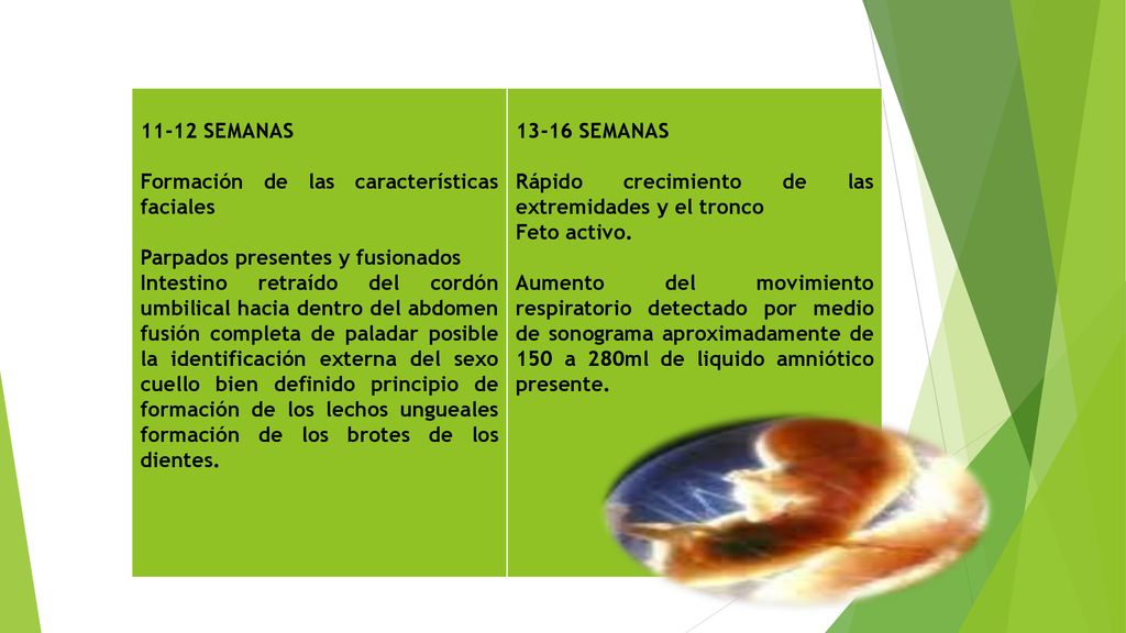 11-12 SEMANAS Formación de las características faciales. Parpados presentes y fusionados.