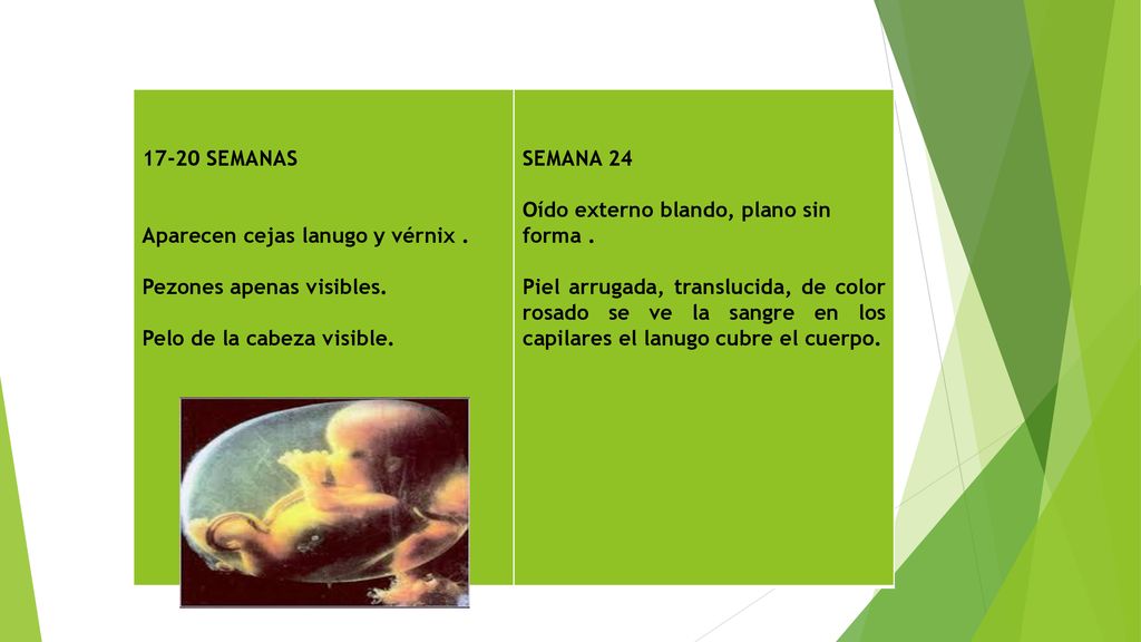 17-20 SEMANAS Aparecen cejas lanugo y vérnix . Pezones apenas visibles. Pelo de la cabeza visible.