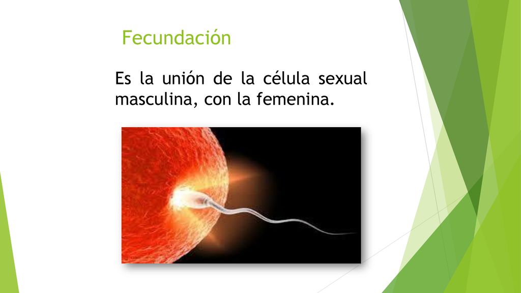 Fecundación Es la unión de la célula sexual masculina, con la femenina.