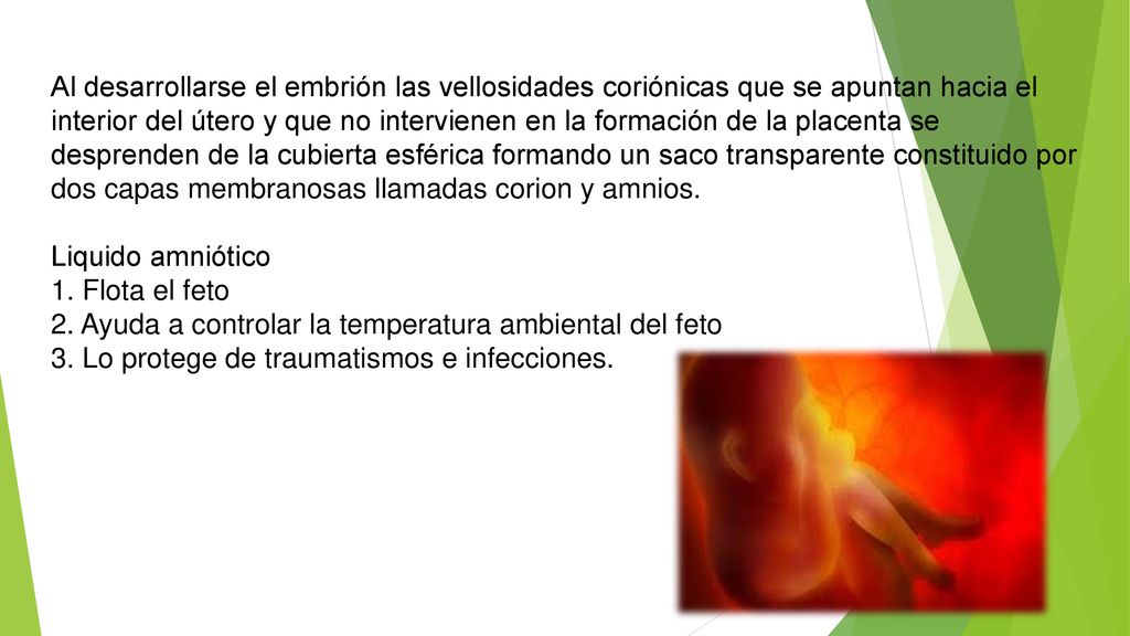 Al desarrollarse el embrión las vellosidades coriónicas que se apuntan hacia el interior del útero y que no intervienen en la formación de la placenta se desprenden de la cubierta esférica formando un saco transparente constituido por dos capas membranosas llamadas corion y amnios.