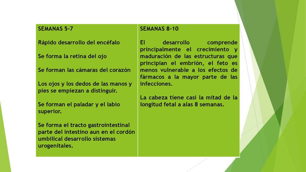 SEMANAS 5-7 Rápido desarrollo del encéfalo. Se forma la retina del ojo. Se forman las cámaras del corazón.
