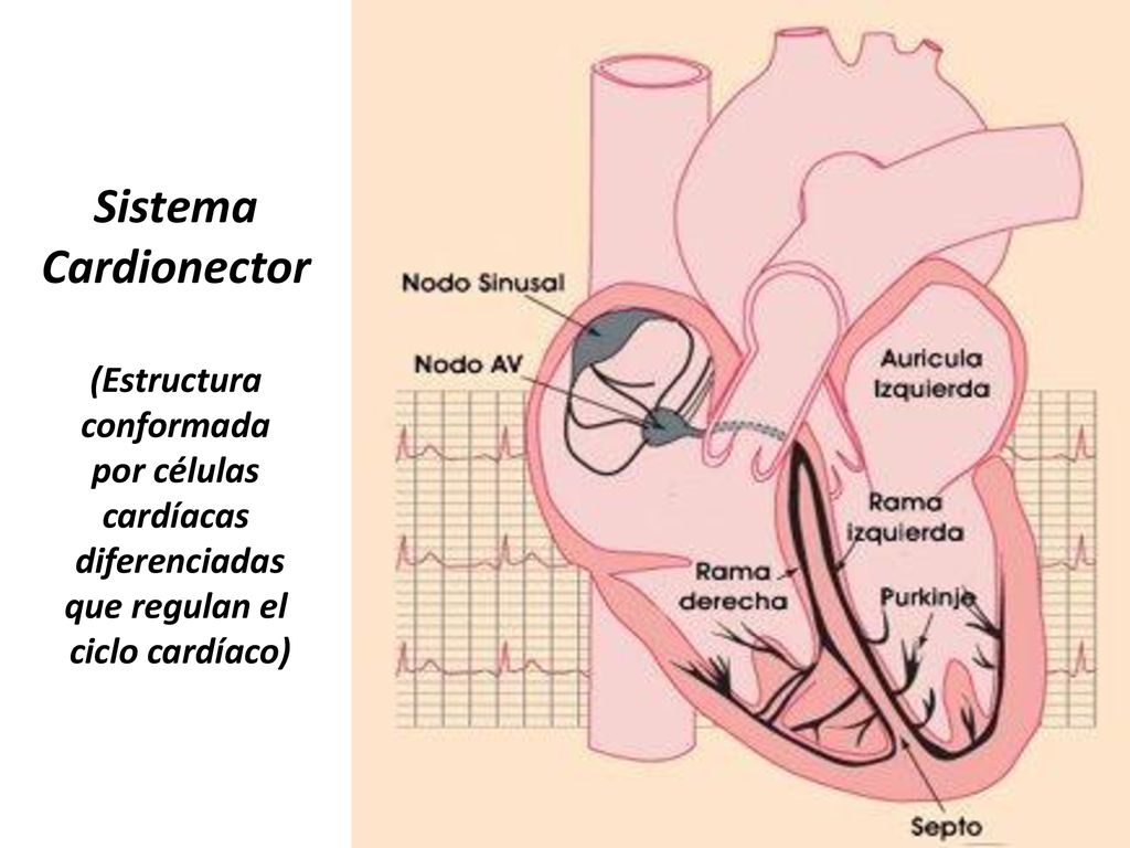 Sistema Cardionector (Estructura conformada por células cardíacas