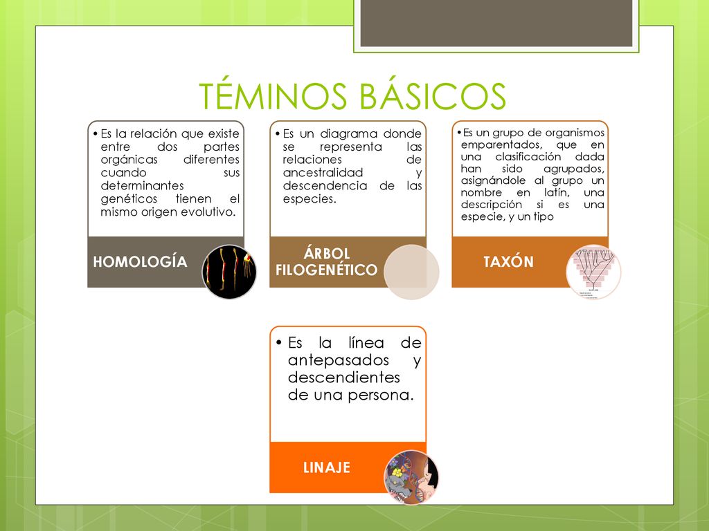 TÉMINOS BÁSICOS Es la relación que existe entre dos partes orgánicas diferentes cuando sus determinantes genéticos tienen el mismo origen evolutivo.