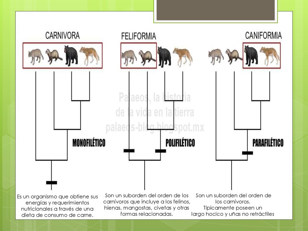 Son un suborden del orden de los carnívoros.