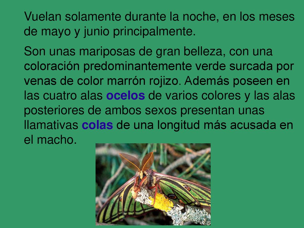 Vuelan solamente durante la noche, en los meses de mayo y junio principalmente.