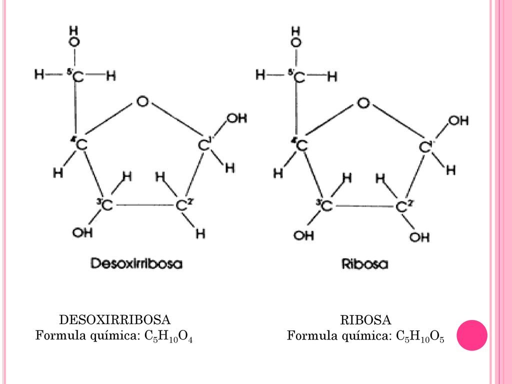 RIBOSA Formula química: C5H10O5 DESOXIRRIBOSA Formula química: C5H10O4