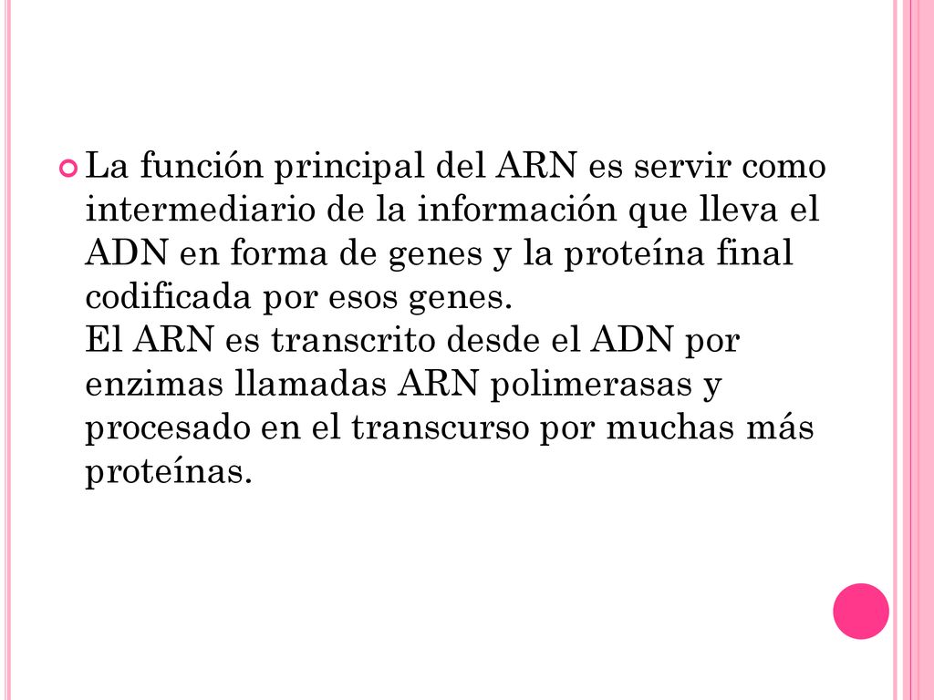 La función principal del ARN es servir como intermediario de la información que lleva el ADN en forma de genes y la proteína final codificada por esos genes. El ARN es transcrito desde el ADN por enzimas llamadas ARN polimerasas y procesado en el transcurso por muchas más proteínas.