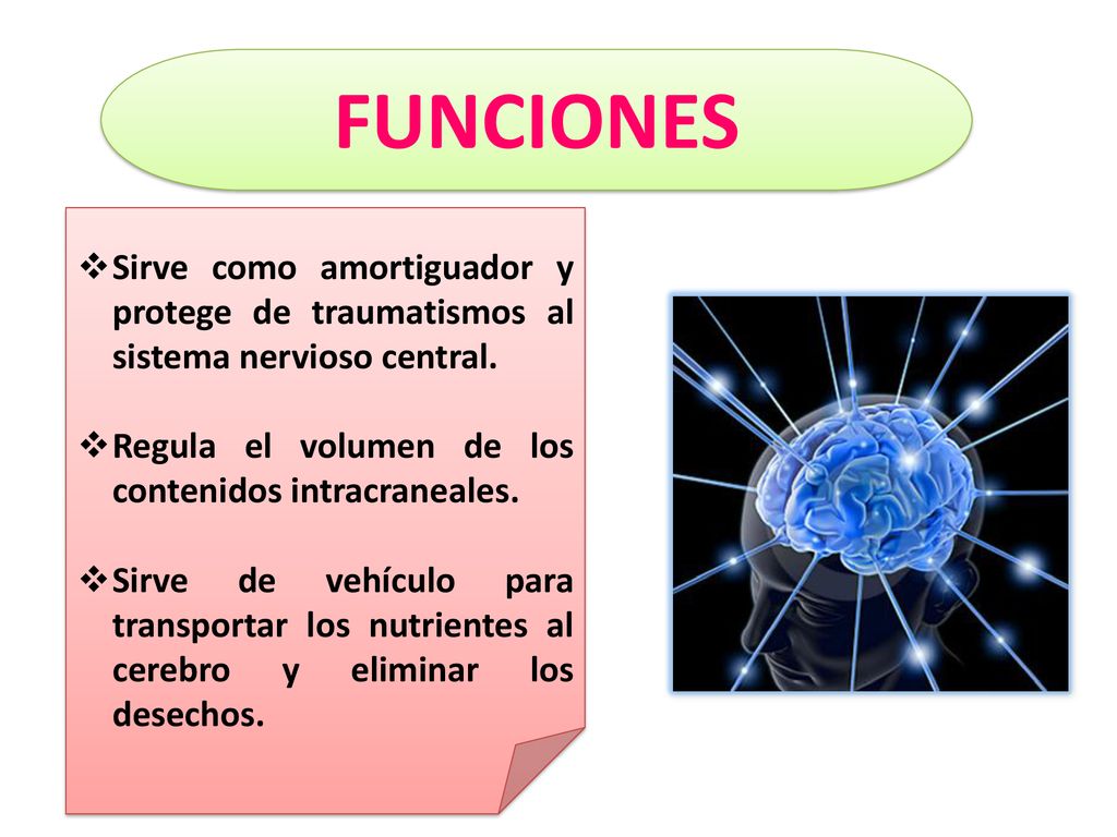 FUNCIONES Sirve como amortiguador y protege de traumatismos al sistema nervioso central. Regula el volumen de los contenidos intracraneales.