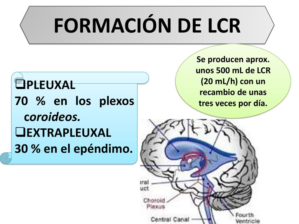 FORMACIÓN DE LCR PLEUXAL 70 % en los plexos coroideos. EXTRAPLEUXAL