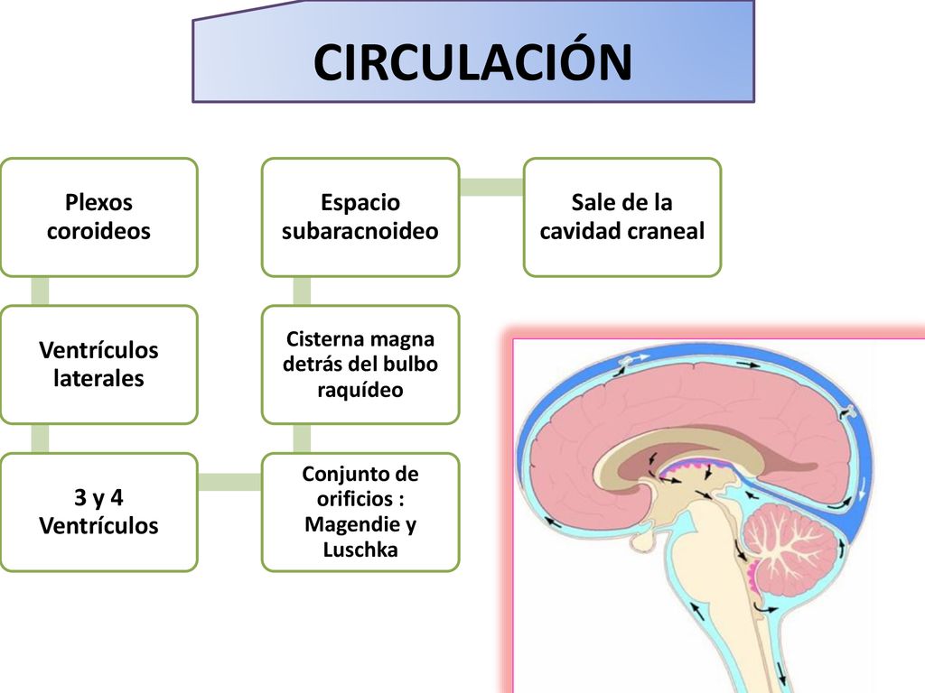 CIRCULACIÓN Plexos coroideos Ventrículos laterales 3 y 4 Ventrículos