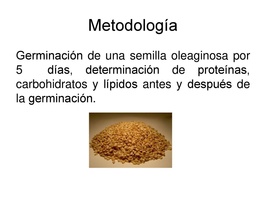 Metodología Germinación de una semilla oleaginosa por 5 días, determinación de proteínas, carbohidratos y lípidos antes y después de la germinación.