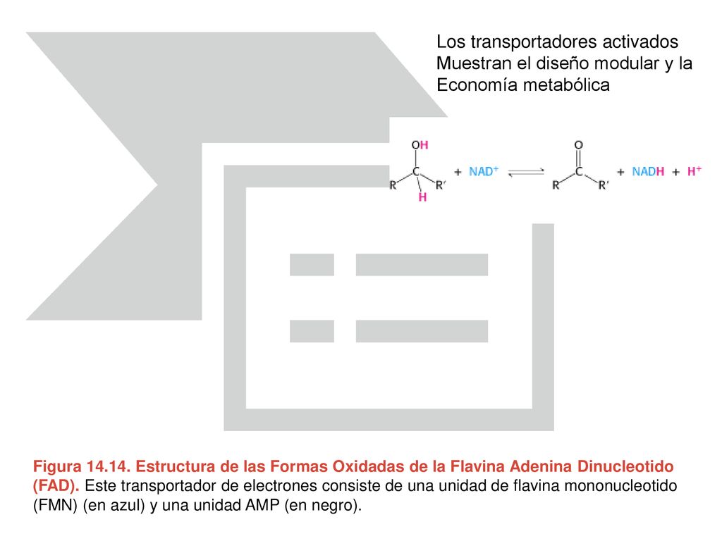 Los transportadores activados Muestran el diseño modular y la