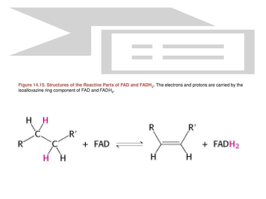 Figure Structures of the Reactive Parts of FAD and FADH2