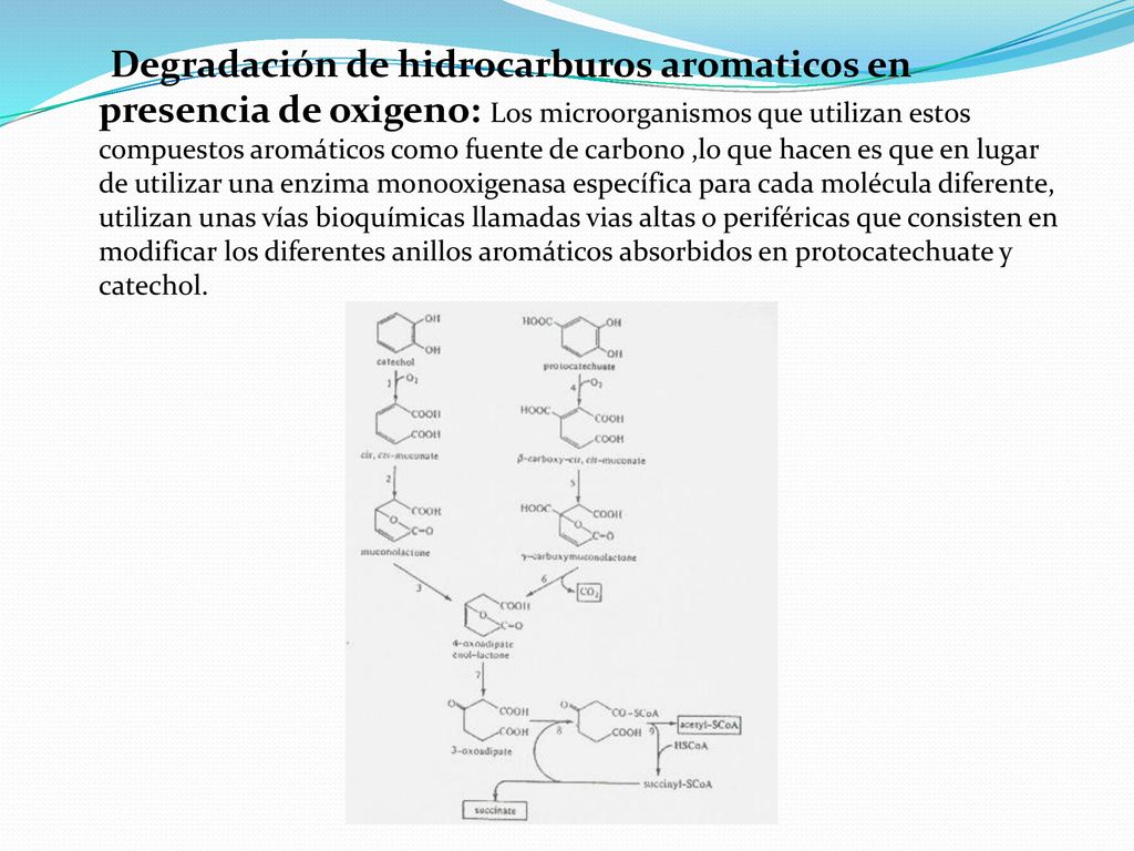 Degradación de hidrocarburos aromaticos en presencia de oxigeno: Los microorganismos que utilizan estos compuestos aromáticos como fuente de carbono ,lo que hacen es que en lugar de utilizar una enzima monooxigenasa específica para cada molécula diferente, utilizan unas vías bioquímicas llamadas vias altas o periféricas que consisten en modificar los diferentes anillos aromáticos absorbidos en protocatechuate y catechol.