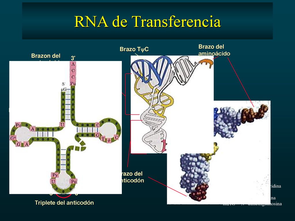 RNA de Transferencia Brazo del aminoácido Brazo TC Brazon del