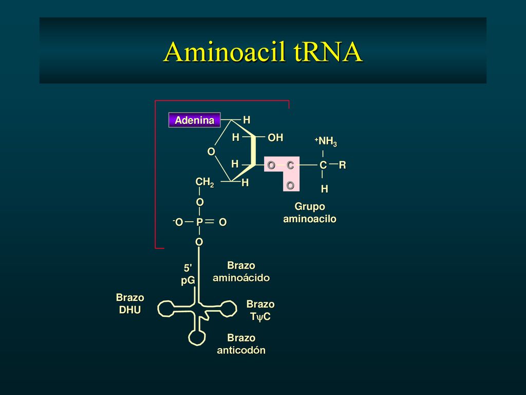 Aminoacil tRNA Adenina H H OH +NH3 O H O C C R CH2 H O H O Grupo