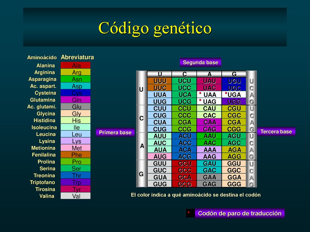 Código genético Abreviatura Ala Arg U C A G Asn UUU UCU UAU UGU U C A