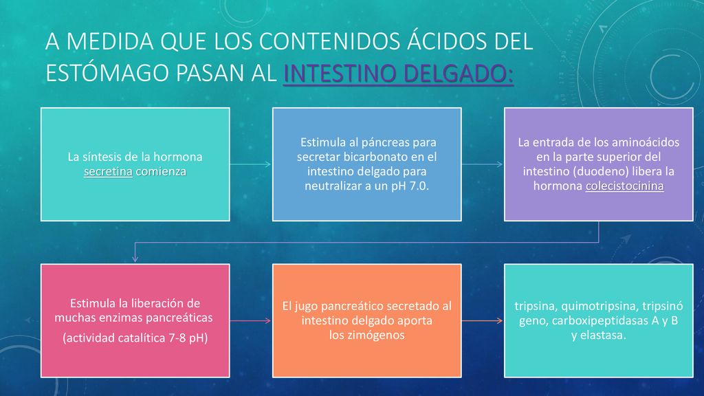 A medida que los contenidos ácidos del estómago pasan al intestino delgado: