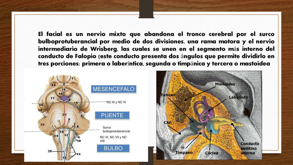 El facial es un nervio mixto que abandona el tronco cerebral por el surco bulboprotuberancial por medio de dos divisiones, una rama motora y el nervio intermediario de Wrisberg, las cuales se unen en el segmento más interno del conducto de Falopio (este conducto presenta dos ángulos que permite dividirlo en tres porciones: primera o laberíntica, segunda o timpánica y tercera o mastoidea