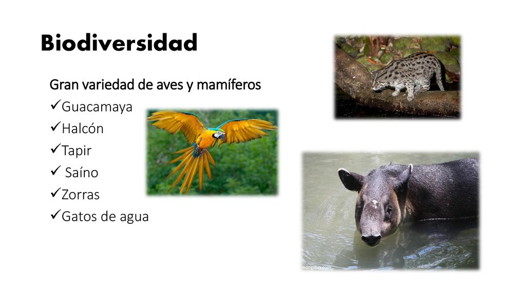 Biodiversidad Gran variedad de aves y mamíferos Guacamaya Halcón Tapir