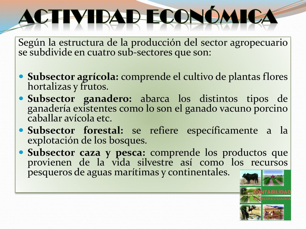 ACTIVIDAD ECONÓMICA Según la estructura de la producción del sector agropecuario se subdivide en cuatro sub-sectores que son:
