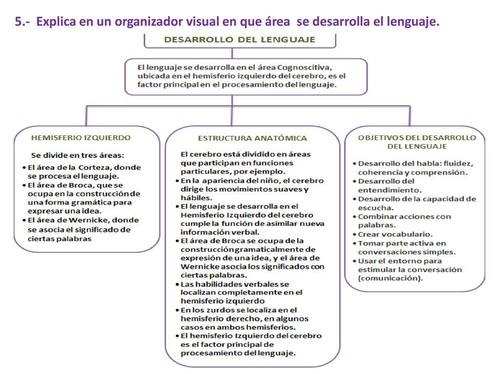 5.- Explica en un organizador visual en que área se desarrolla el lenguaje.