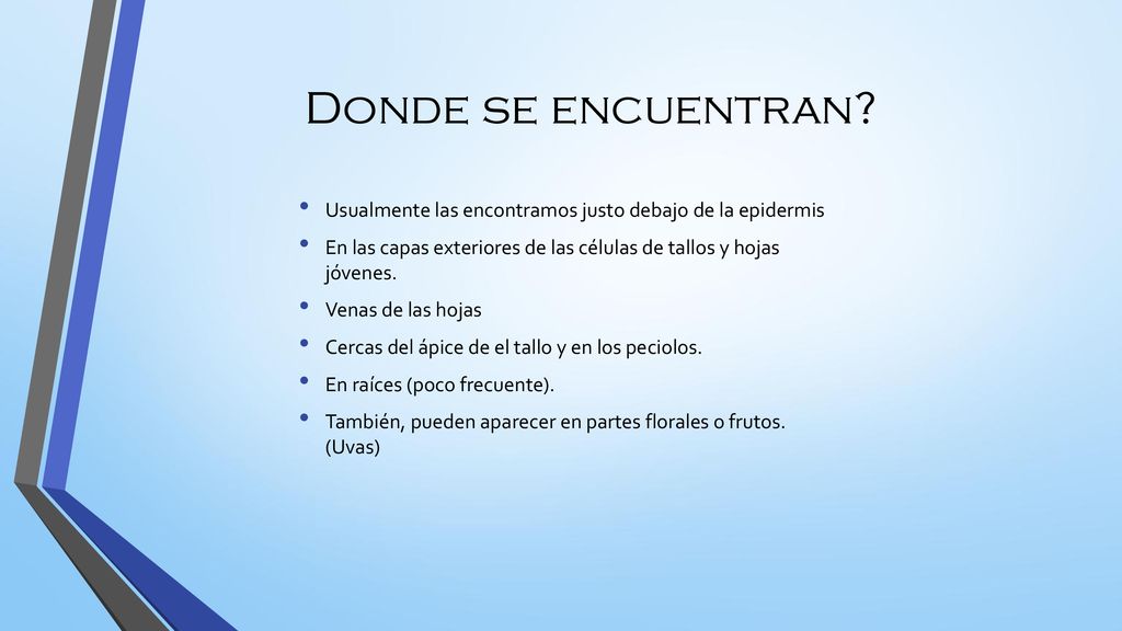 Donde se encuentran Usualmente las encontramos justo debajo de la epidermis. En las capas exteriores de las células de tallos y hojas jóvenes.
