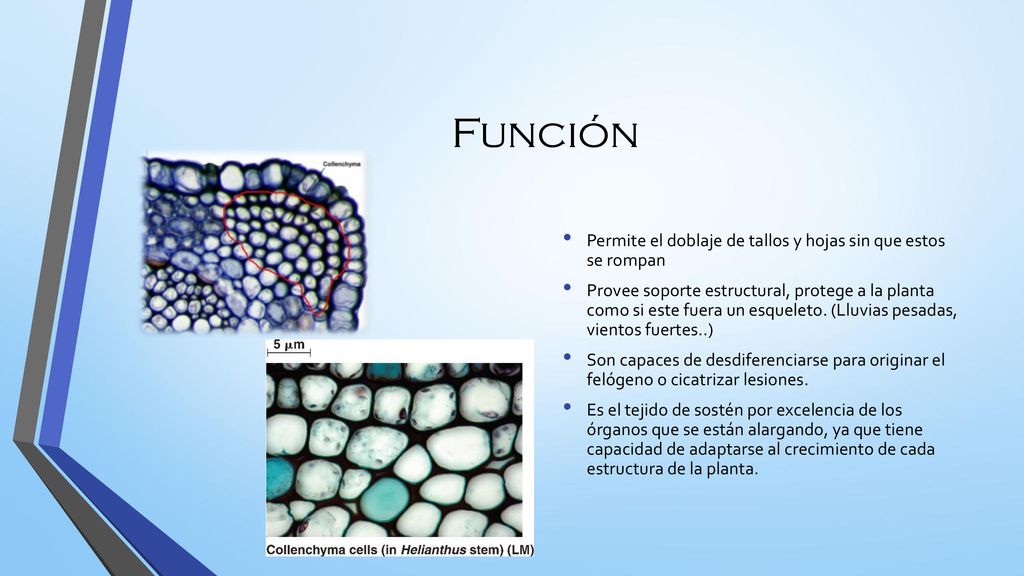 Función Permite el doblaje de tallos y hojas sin que estos se rompan