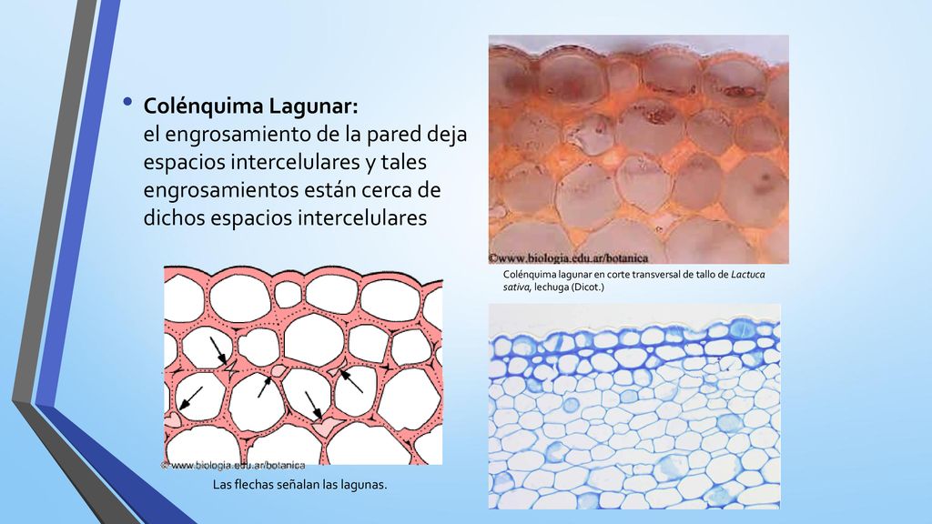 Colénquima Lagunar: el engrosamiento de la pared deja espacios intercelulares y tales engrosamientos están cerca de dichos espacios intercelulares