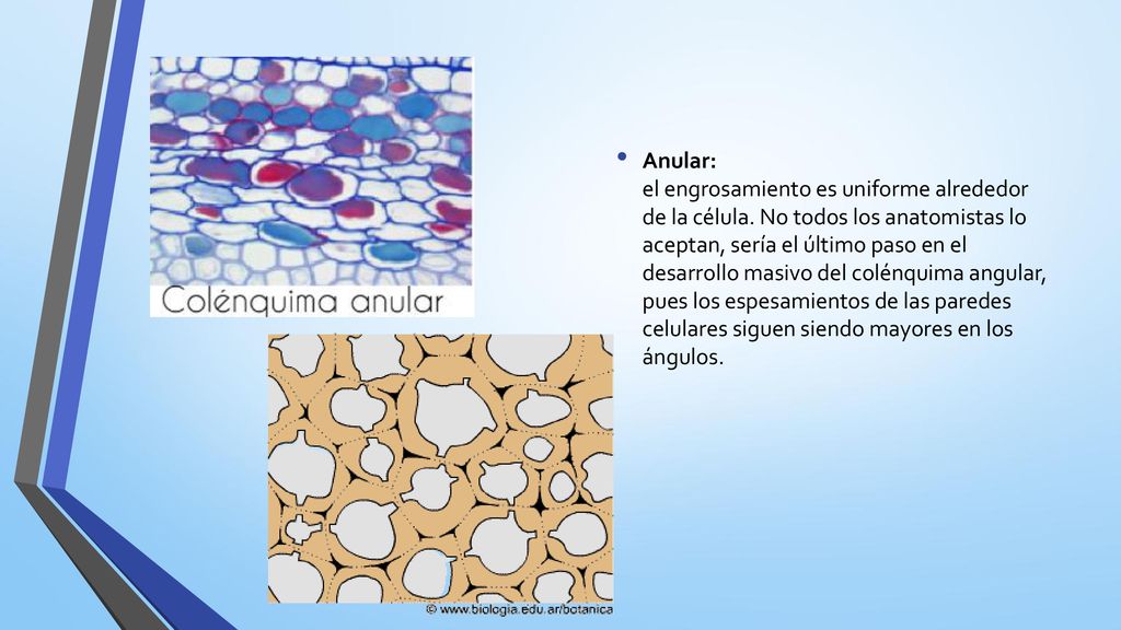 Anular: el engrosamiento es uniforme alrededor de la célula