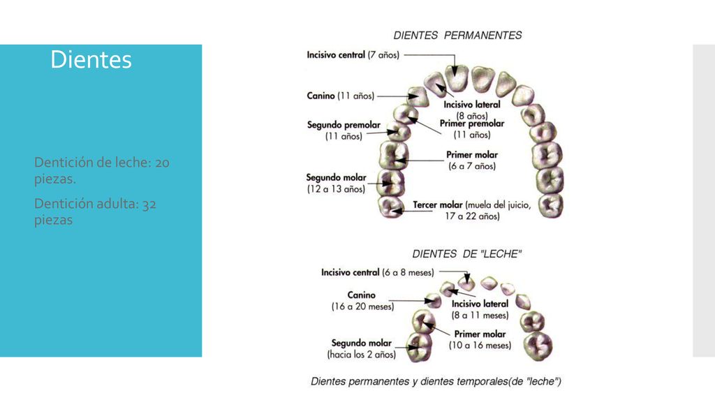 Dientes Dentición de leche: 20 piezas. Dentición adulta: 32 piezas
