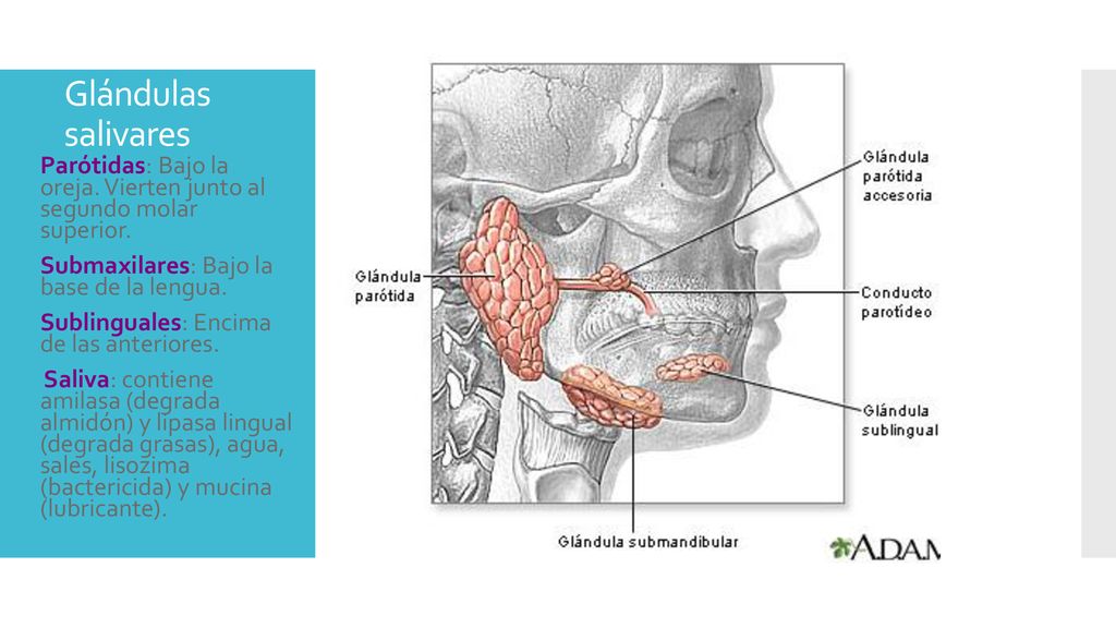 Glándulas salivares Parótidas: Bajo la oreja. Vierten junto al segundo molar superior. Submaxilares: Bajo la base de la lengua.